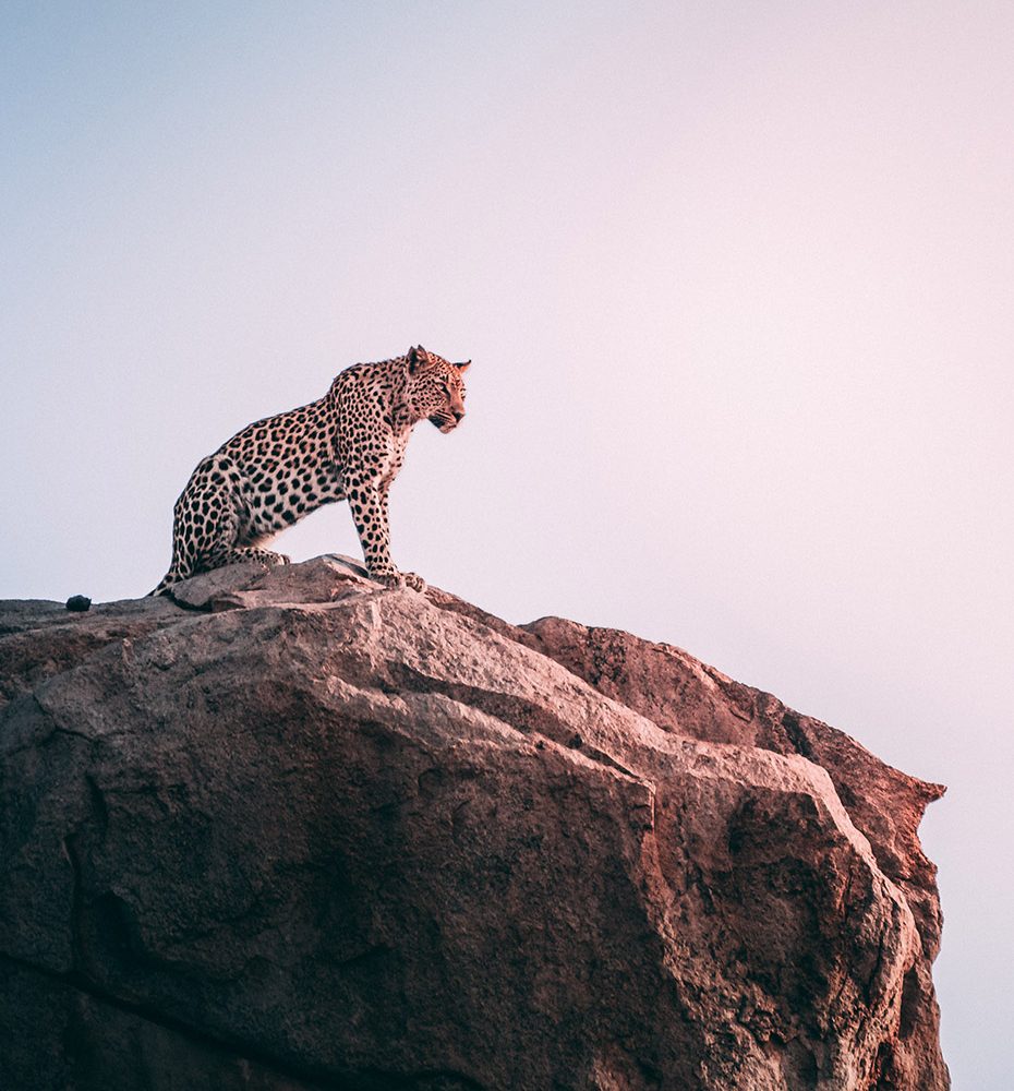 Luxury Safari Leopard on a rock